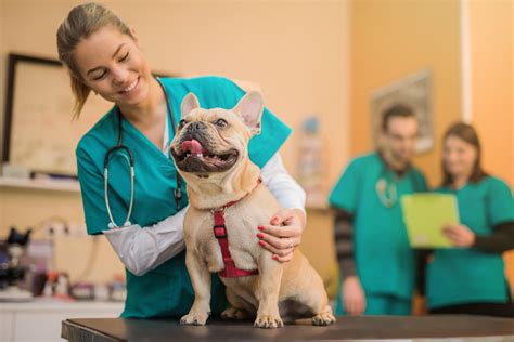 Vet Clinics Info 